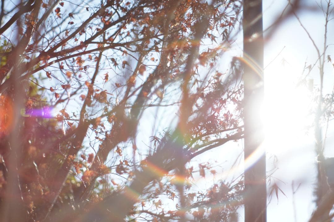 極美品✨作例有 PENTAX スーパータクマー 55mm f1.8 後期