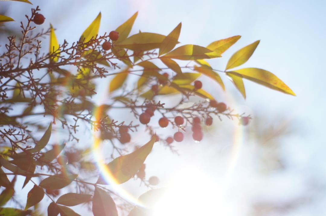 極美品✨作例有 PENTAX スーパータクマー 55mm f1.8 後期