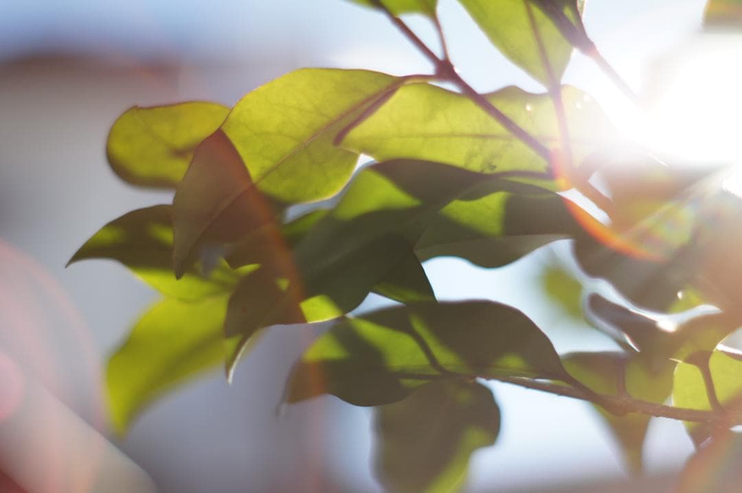 極美品✨作例有 PENTAX スーパータクマー 55mm f1.8 後期