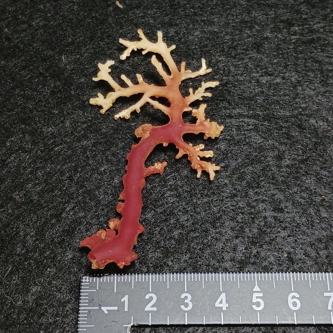Y2678-7 国産赤珊瑚原木 血赤珊瑚 総重量6.1g