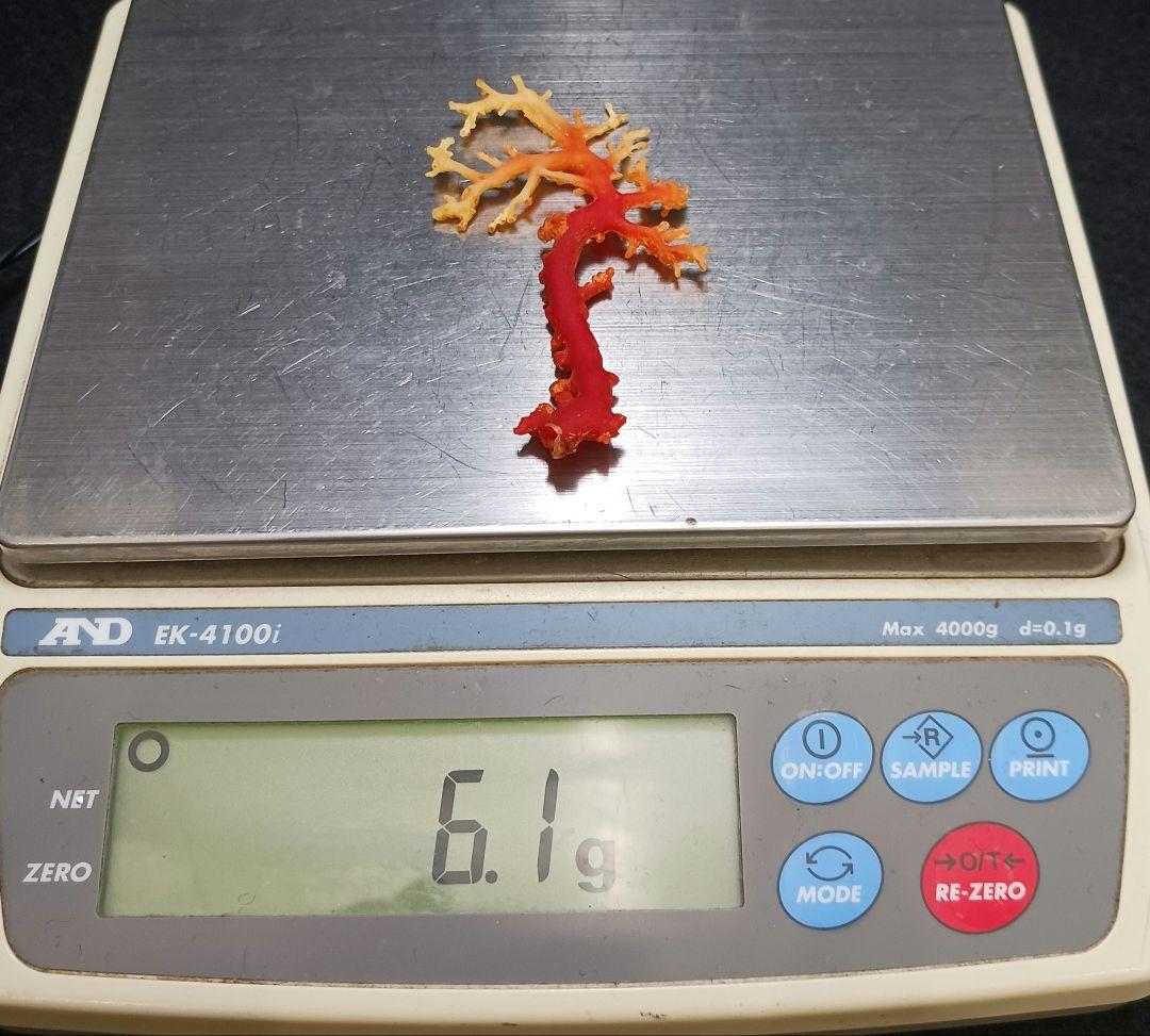 Y2678-7 国産赤珊瑚原木 血赤珊瑚 総重量6.1g