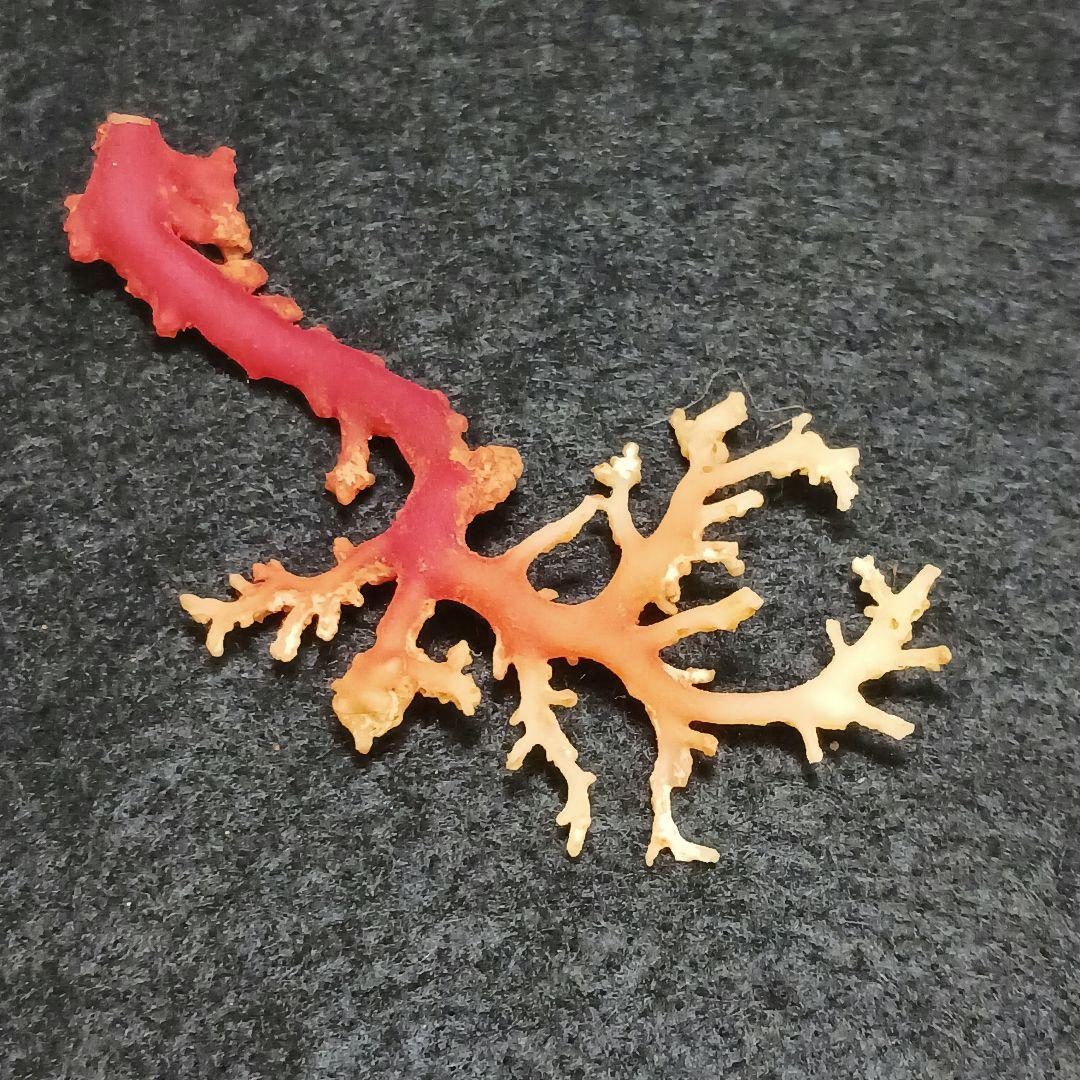 Y2678-7 国産赤珊瑚原木 血赤珊瑚 総重量6.1g