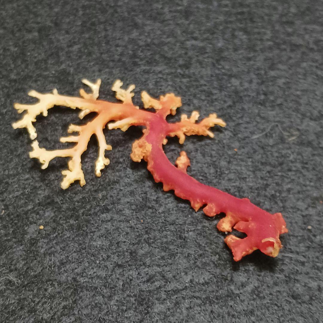 Y2678-7 国産赤珊瑚原木 血赤珊瑚 総重量6.1g