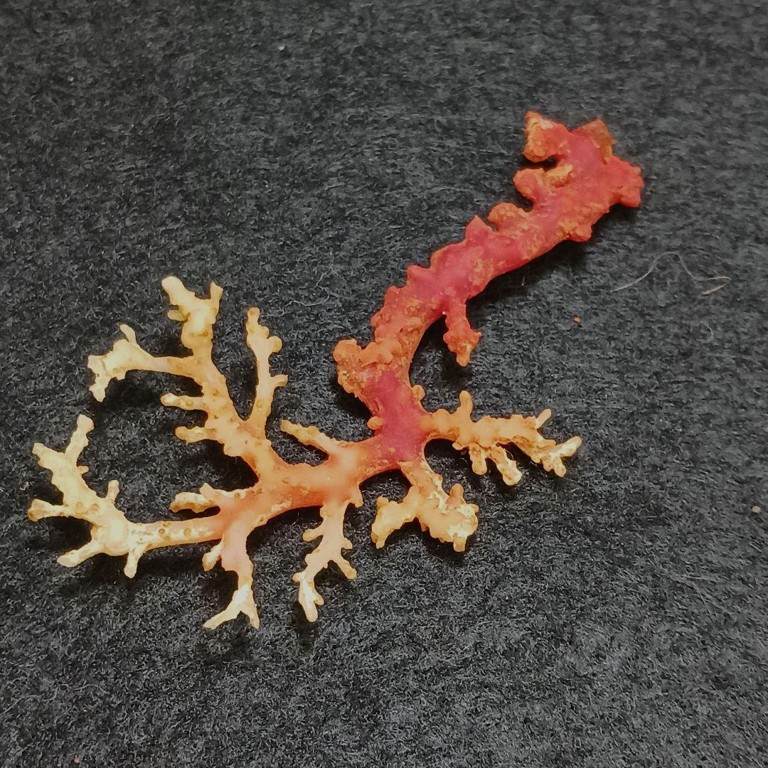 Y2678-7 国産赤珊瑚原木 血赤珊瑚 総重量6.1g