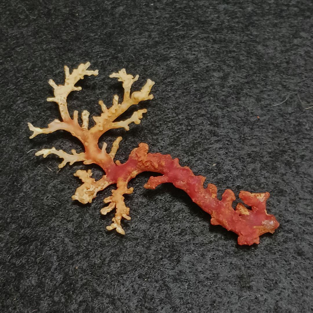 Y2678-7 国産赤珊瑚原木 血赤珊瑚 総重量6.1g