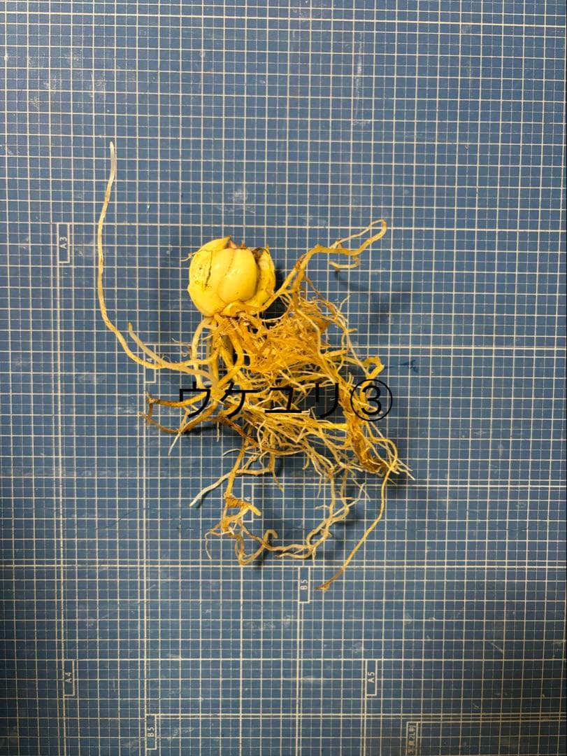 J&J（ニックネーム記載をお願いします) ウケユリ③