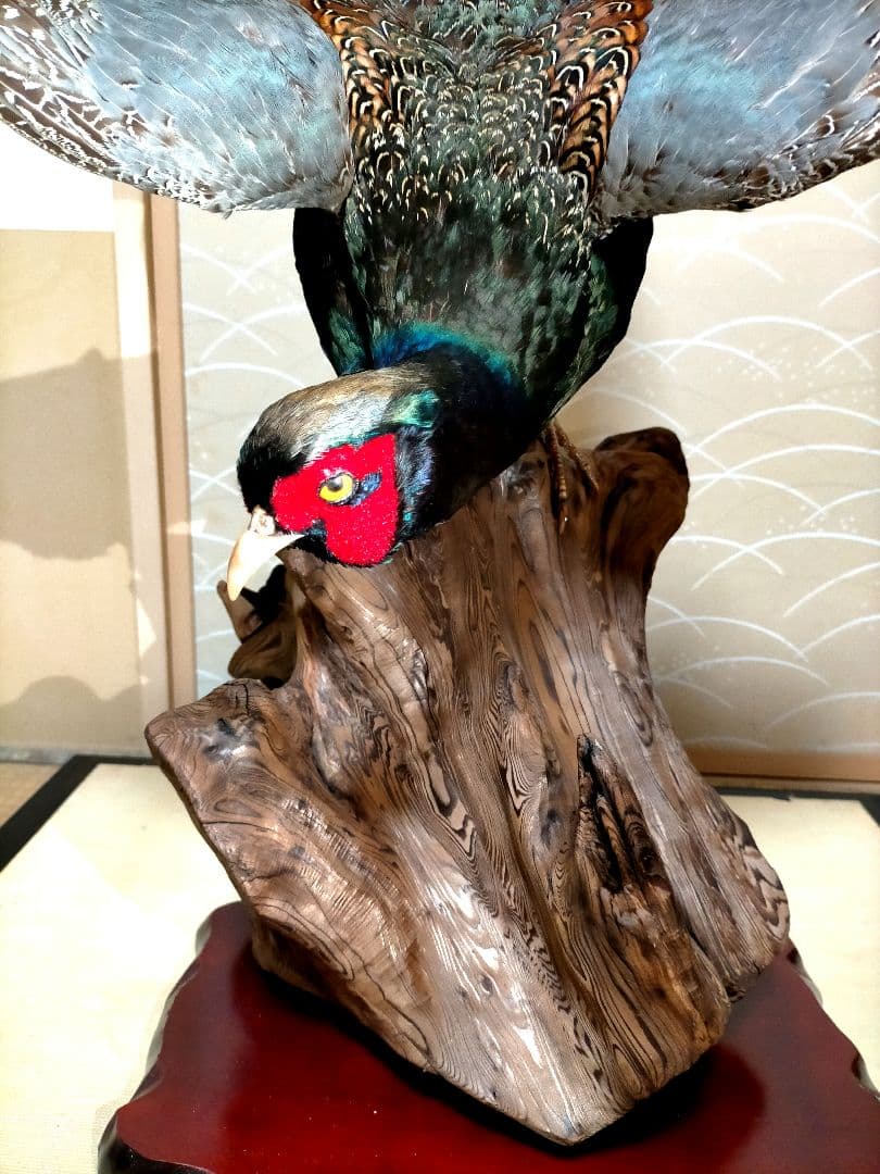 【美品】キジの剥製　ケース付き