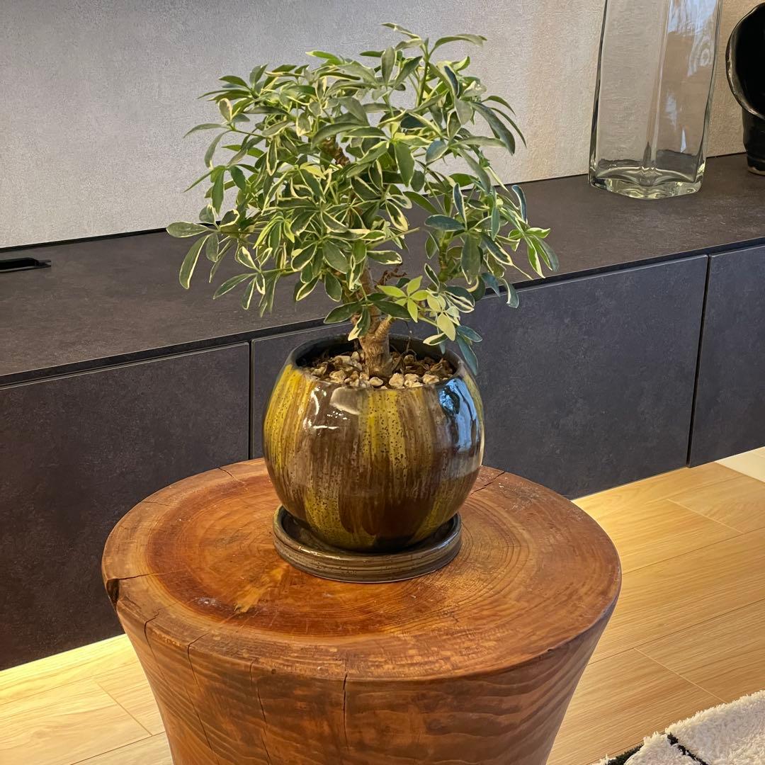 【一点物】ヒマラヤ杉 丸太スツール／サイドテーブル／フラワースタンド 展示台