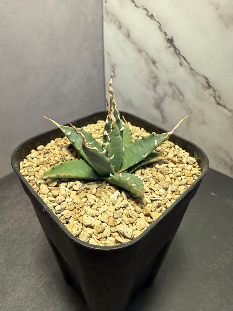 アガベ［ユタエンシス エボリスピナ（陽炎）］｜匿名配送・鉢ごと発送・陽炎