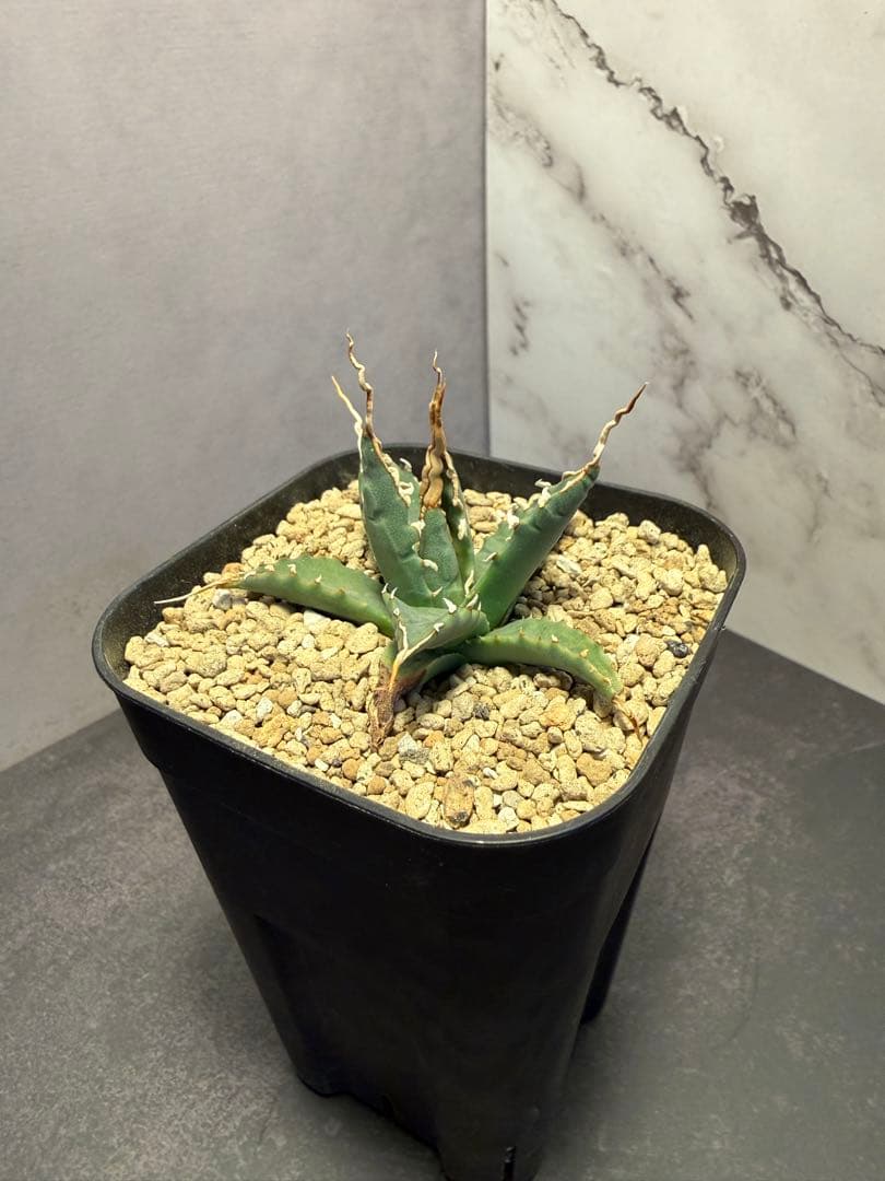 アガベ［ユタエンシス エボリスピナ（陽炎）］｜匿名配送・鉢ごと発送・陽炎