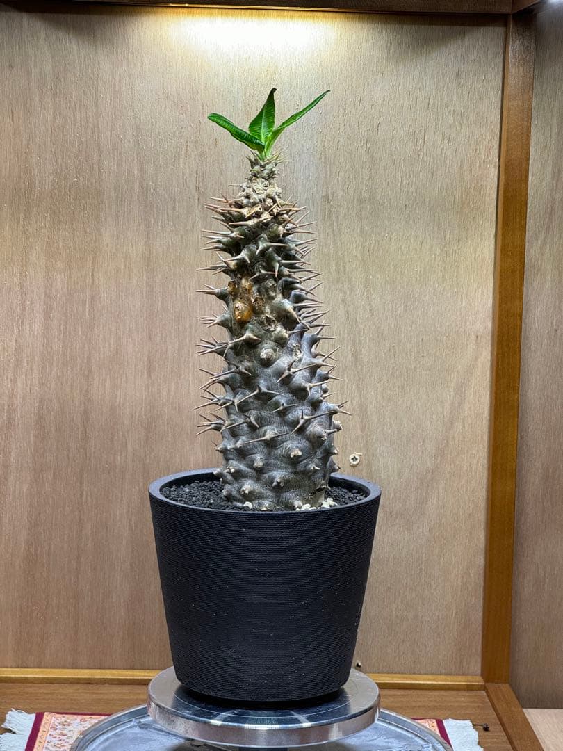 パキポディウム　アンボンゲンセ