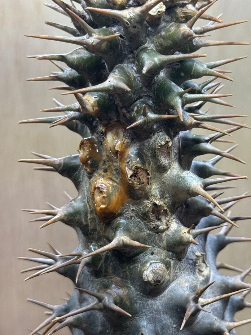 パキポディウム　アンボンゲンセ