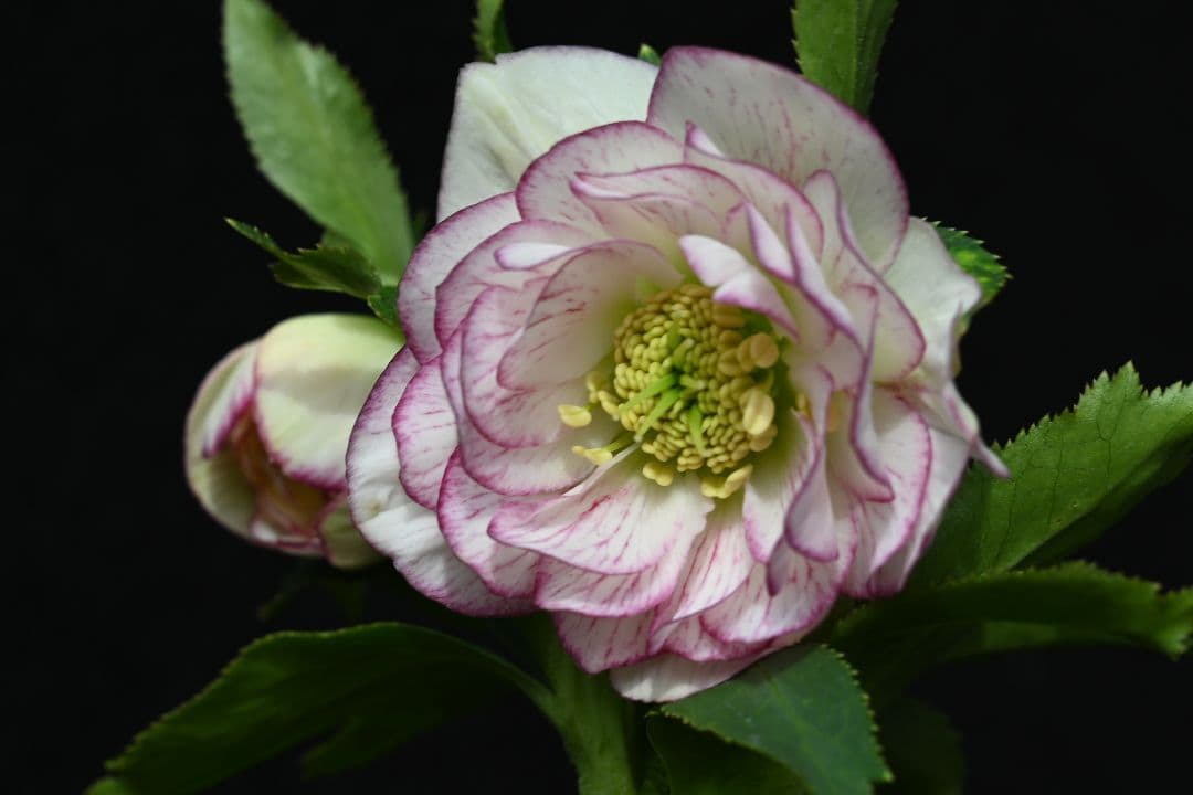 クリスマスローズ　多弁系ホワイトグラデーション　加藤農園