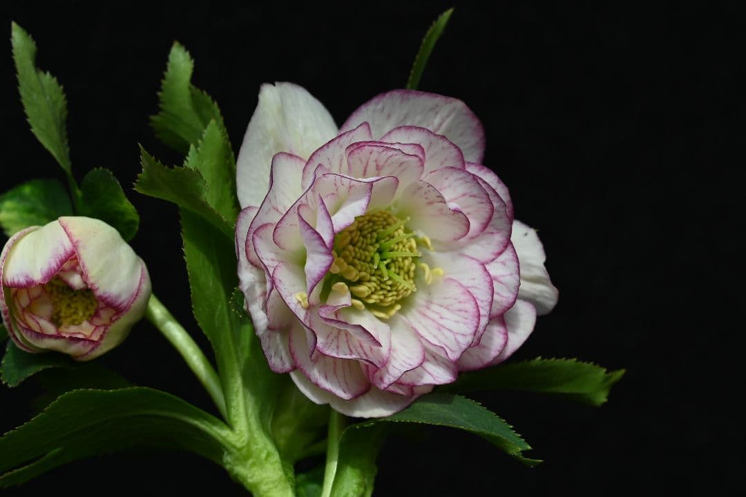 クリスマスローズ　多弁系ホワイトグラデーション　加藤農園