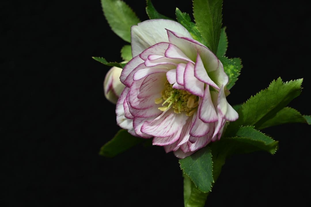 クリスマスローズ　多弁系ホワイトグラデーション　加藤農園