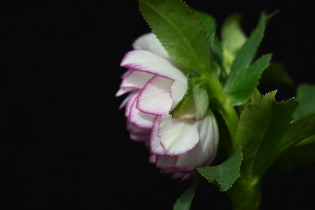 クリスマスローズ　多弁系ホワイトグラデーション　加藤農園