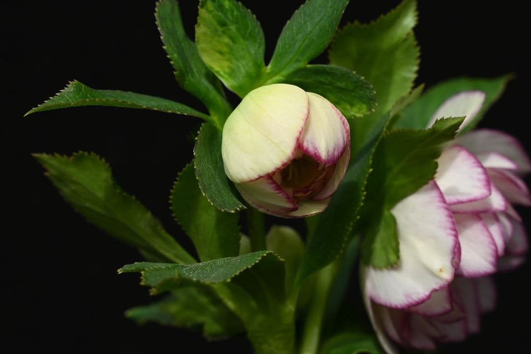 クリスマスローズ　多弁系ホワイトグラデーション　加藤農園