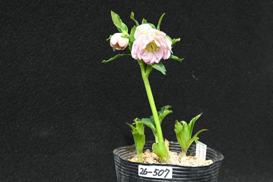 クリスマスローズ　多弁系ホワイトグラデーション　加藤農園