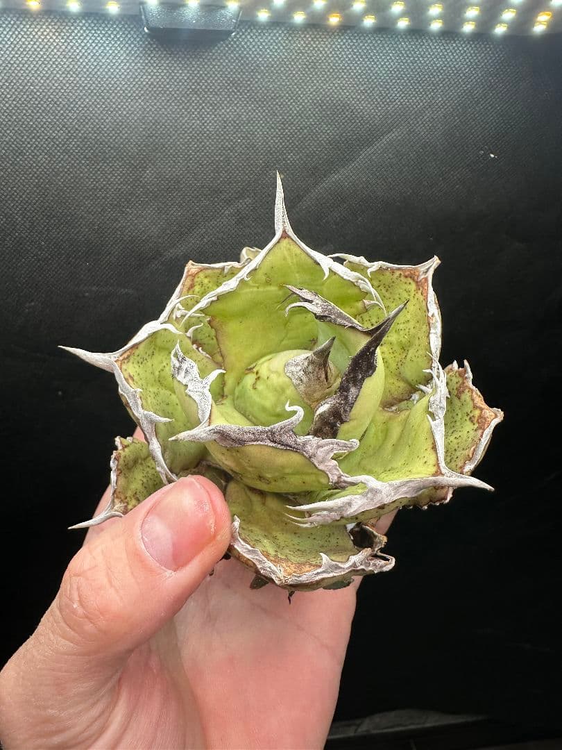 【アガベ_オアハカ】強針 ボールタイプ コンパクト