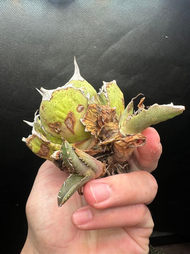 【アガベ_オアハカ】強針 ボールタイプ コンパクト