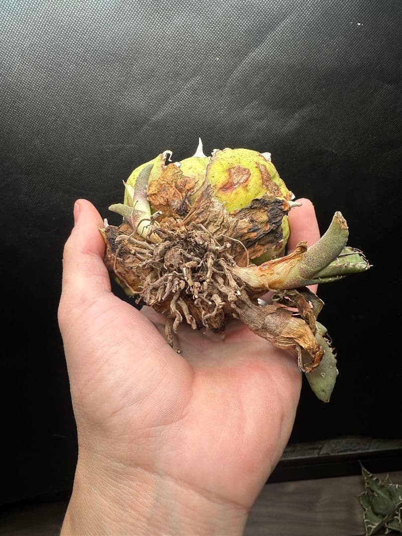 【アガベ_オアハカ】強針 ボールタイプ コンパクト