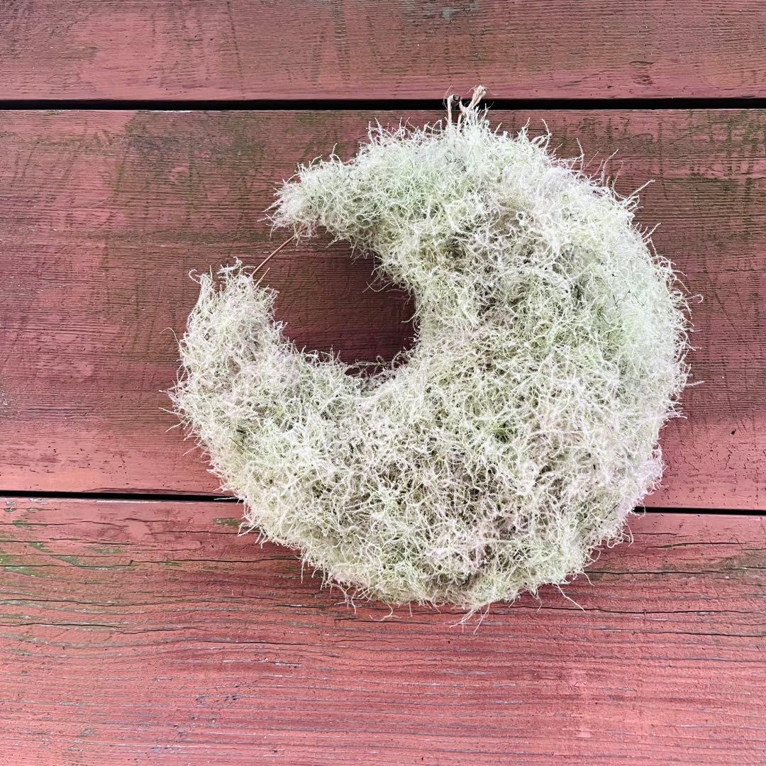 夏、秋、冬、春、来夏も^ ^スモークツリー　三日月リース　リース