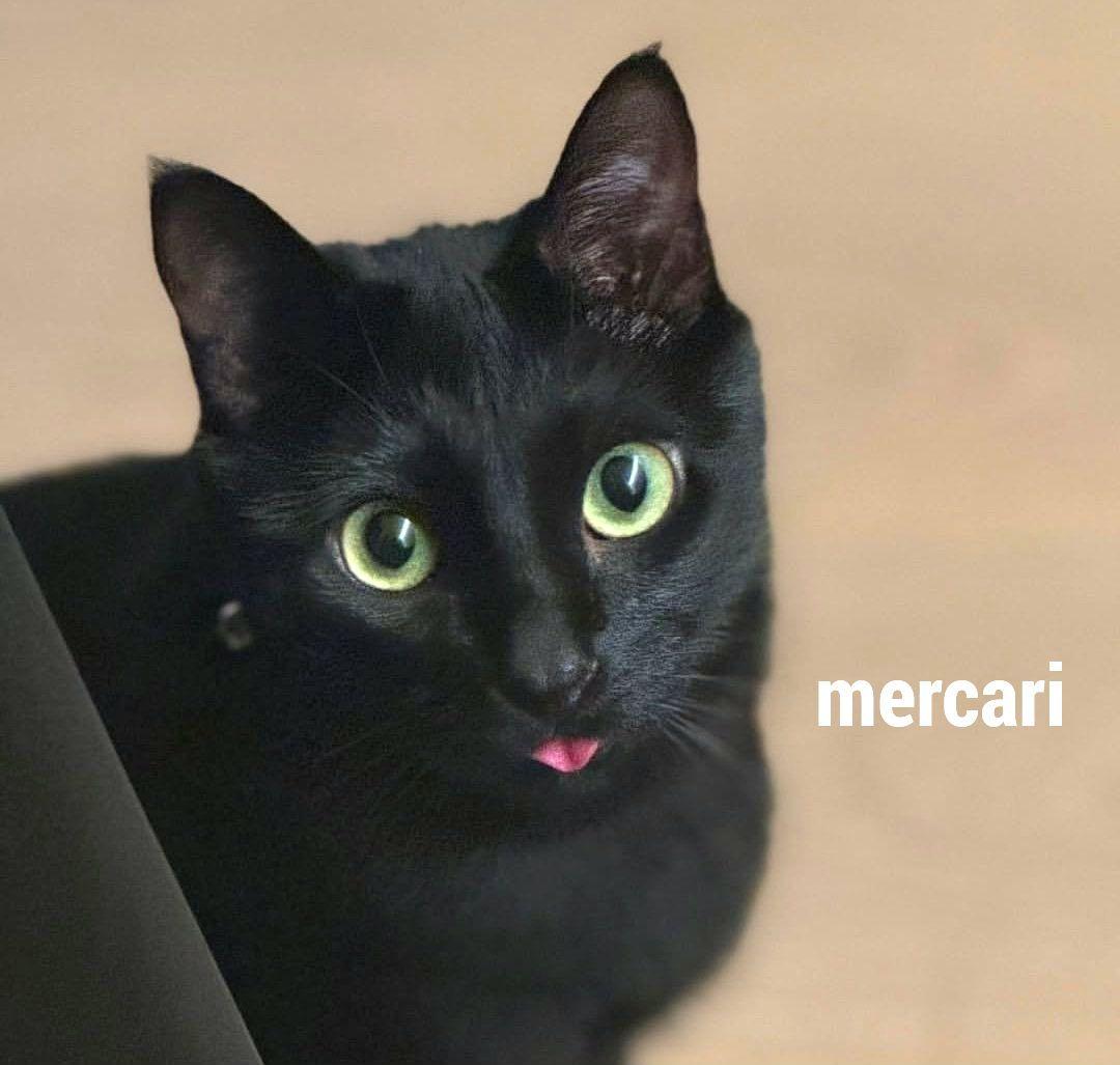 BTS ぬいぐるみ 10cm SUGA AgustD ユンギ テテ ジン ジミ