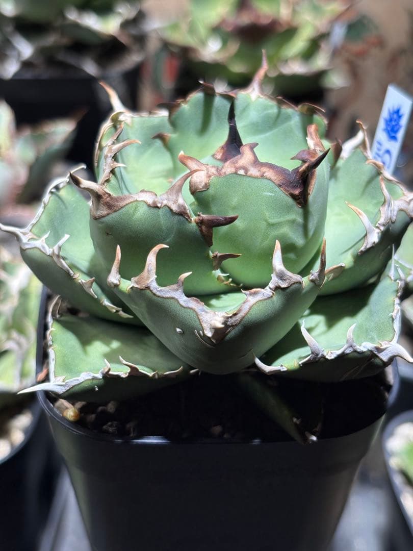 アガベチタノタ　Dennis029 中株