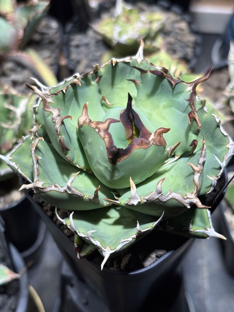 アガベチタノタ　Dennis029 中株