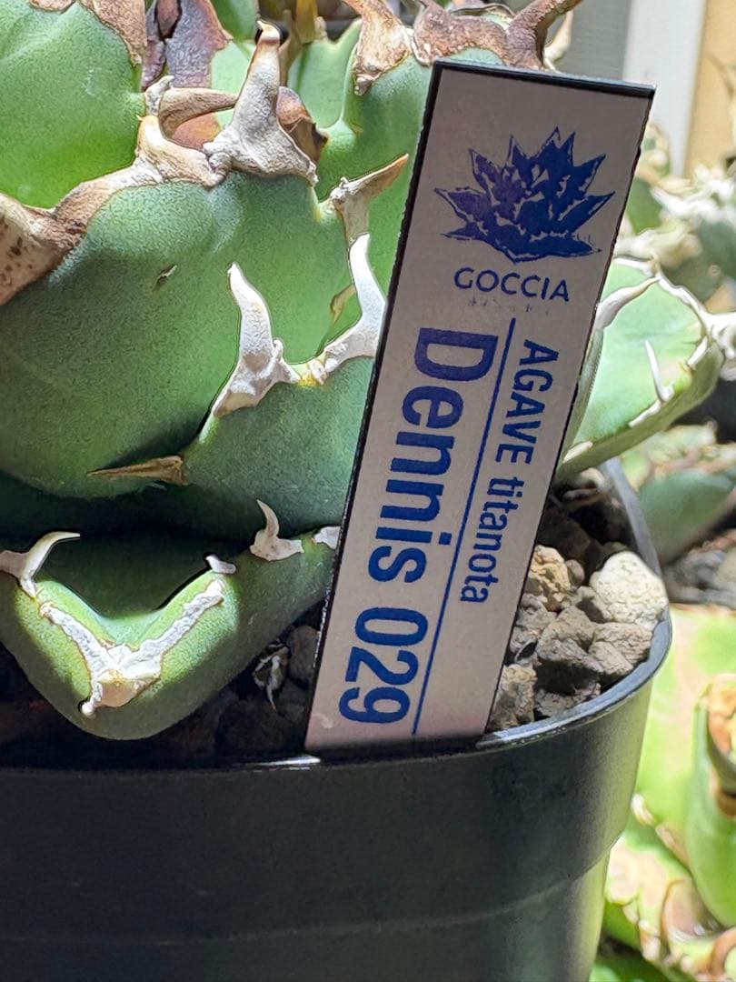 アガベチタノタ　Dennis029 中株