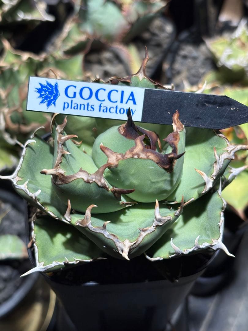 アガベチタノタ　Dennis029 中株