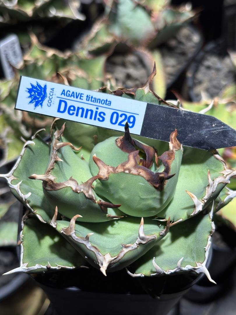 アガベチタノタ　Dennis029 中株