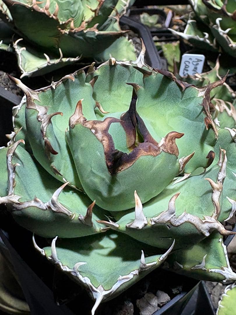 アガベチタノタ　Dennis029 中株