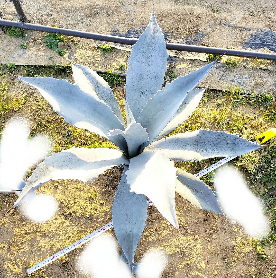 エクスパンサ アブルプタ アガベ