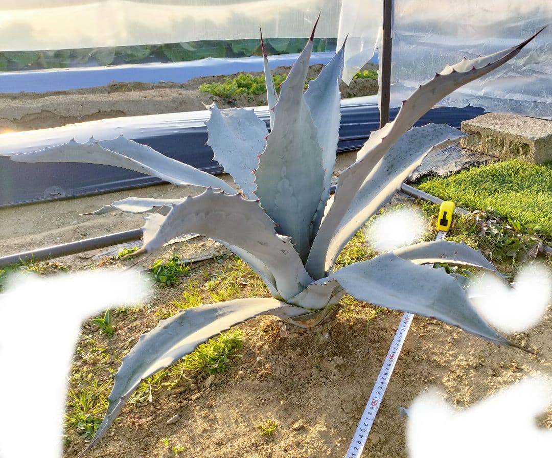 エクスパンサ アブルプタ アガベ