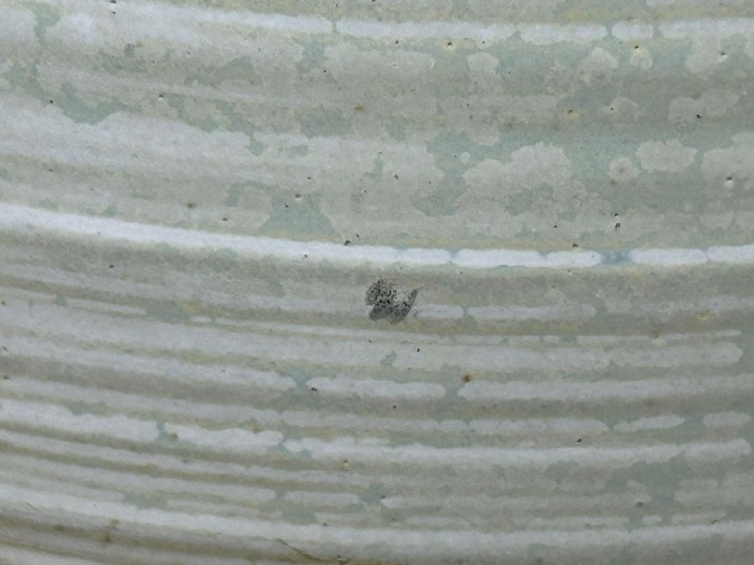 京焼　清水焼　齋藤雲楽　色絵金彩雲錦文花瓶