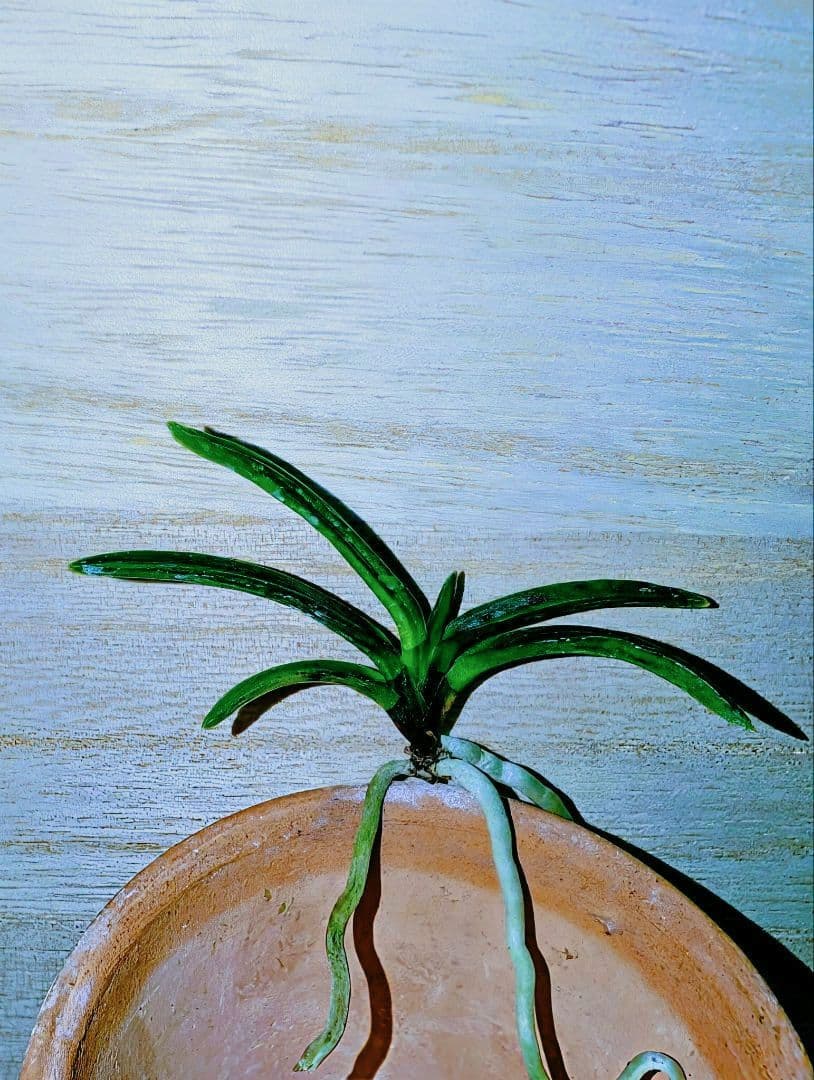 【迎春特別価格品】富貴蘭　漆黒黒牡丹③