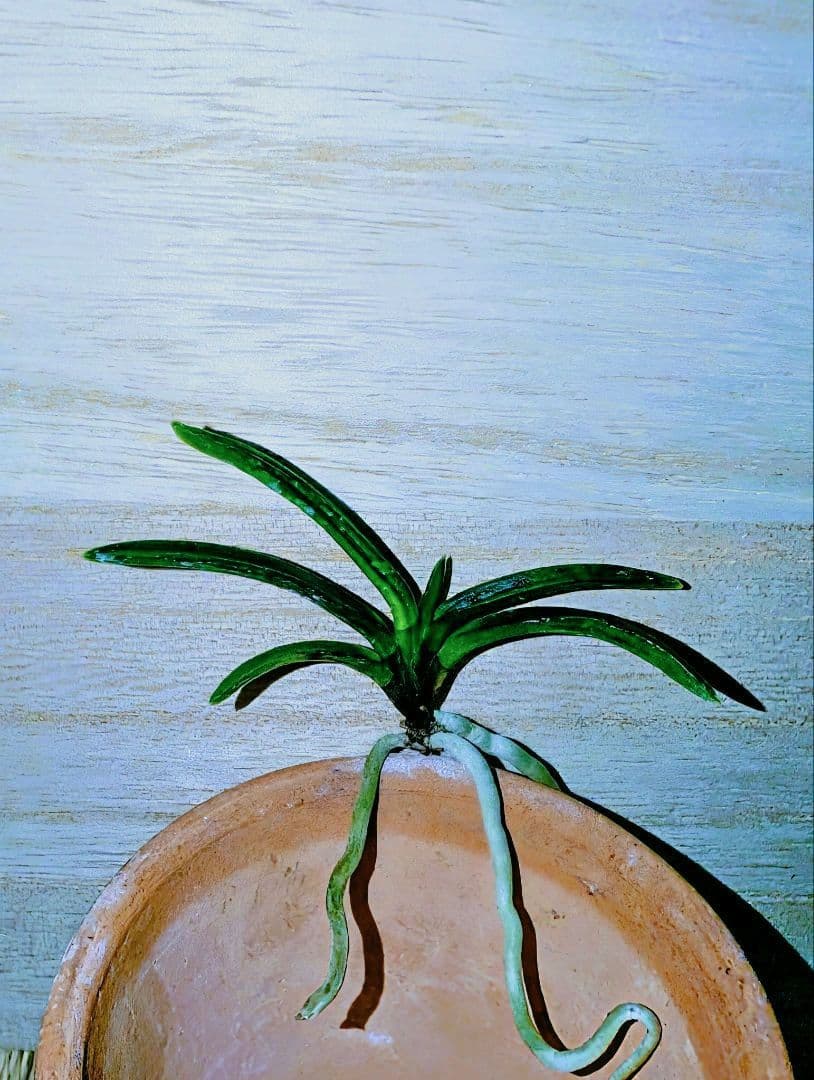 【迎春特別価格品】富貴蘭　漆黒黒牡丹③