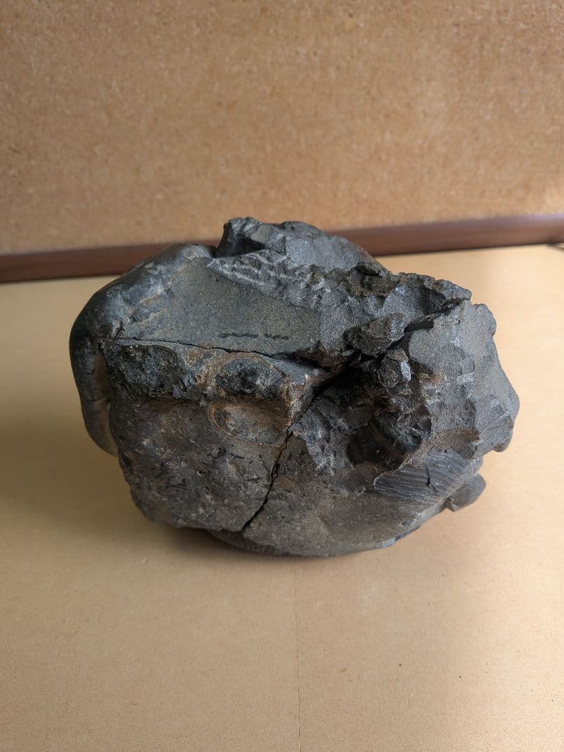 アンモナイト化石10.0㎝と7.0cm2個付着(295)