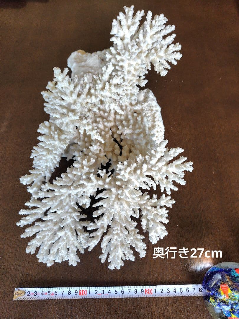 天然白珊瑚　置物 美品　希少な大きさ