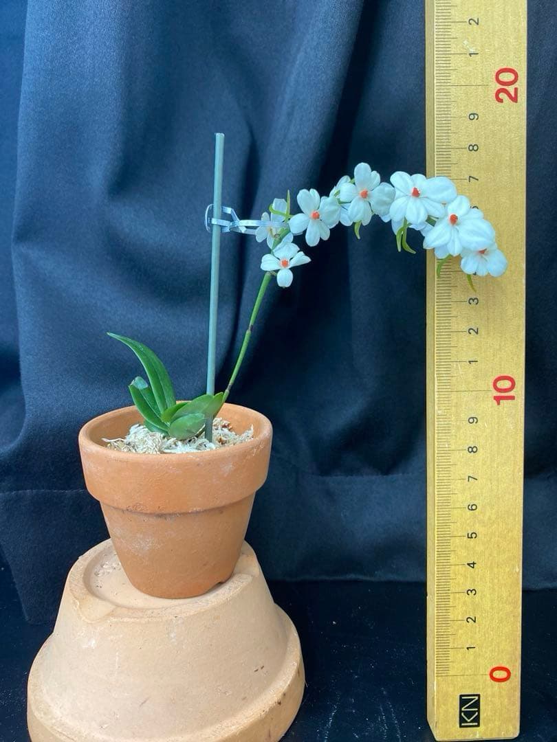 洋蘭原種　エランギス　ルテオアルバ　Aerangis