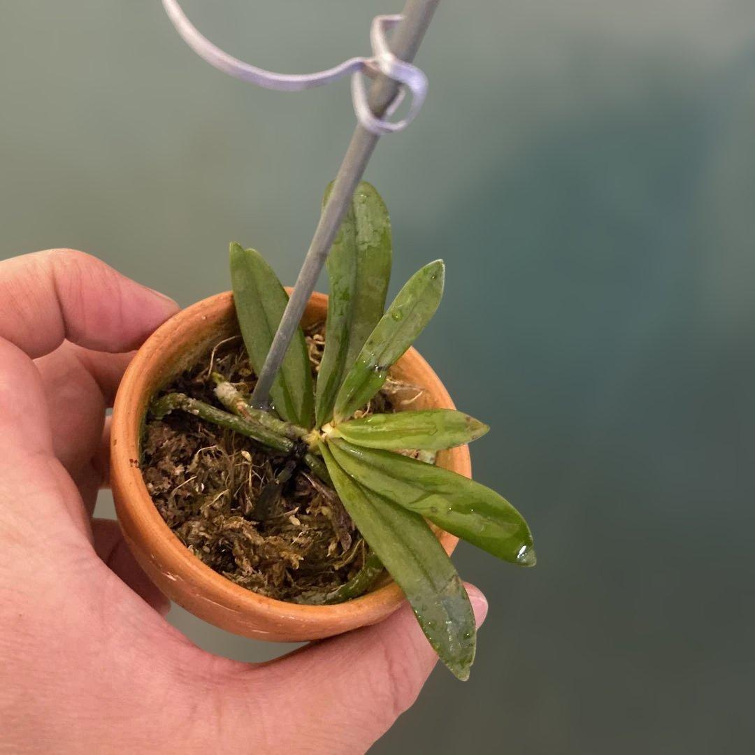 洋蘭原種　エランギス　ルテオアルバ　Aerangis