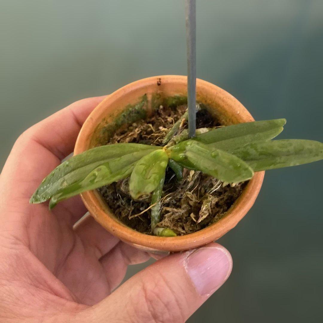 洋蘭原種　エランギス　ルテオアルバ　Aerangis