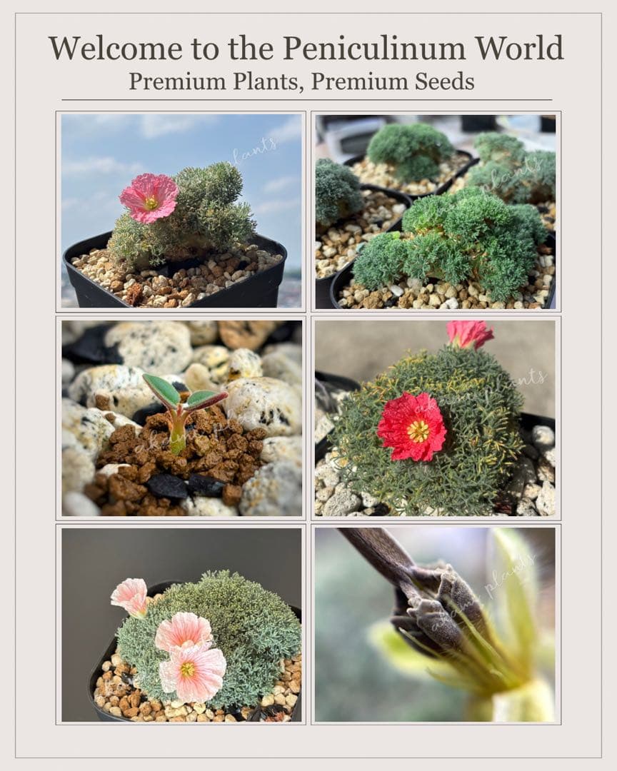 サルコカウロン ペニクリナム 自家採取 種子 5粒 掛け合わせ5通り