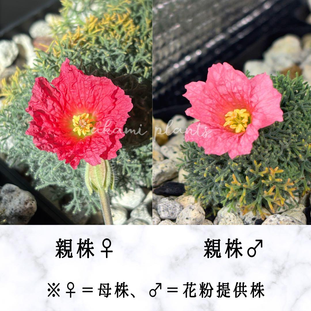 サルコカウロン ペニクリナム 自家採取 種子 5粒 掛け合わせ5通り