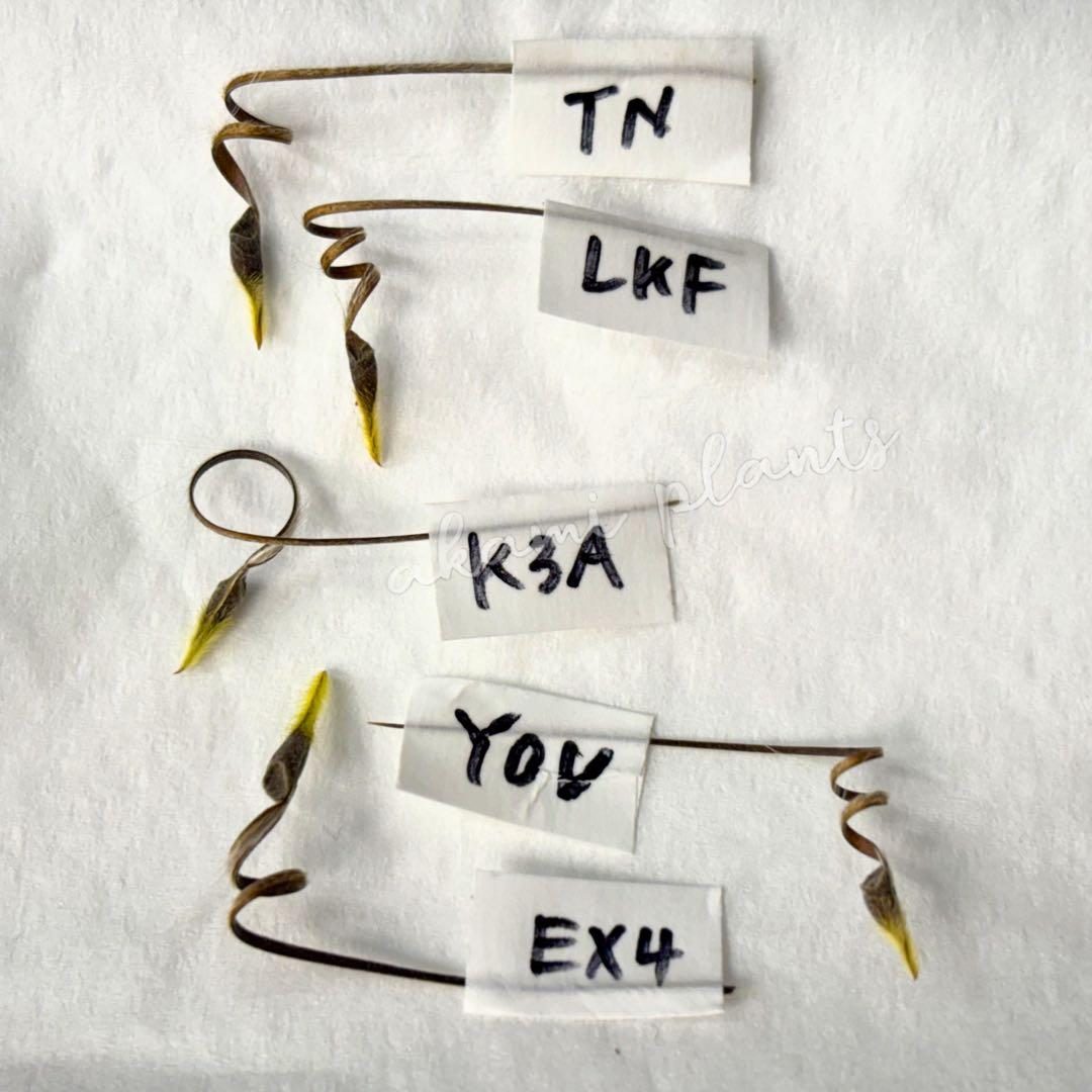 サルコカウロン ペニクリナム 自家採取 種子 5粒 掛け合わせ5通り