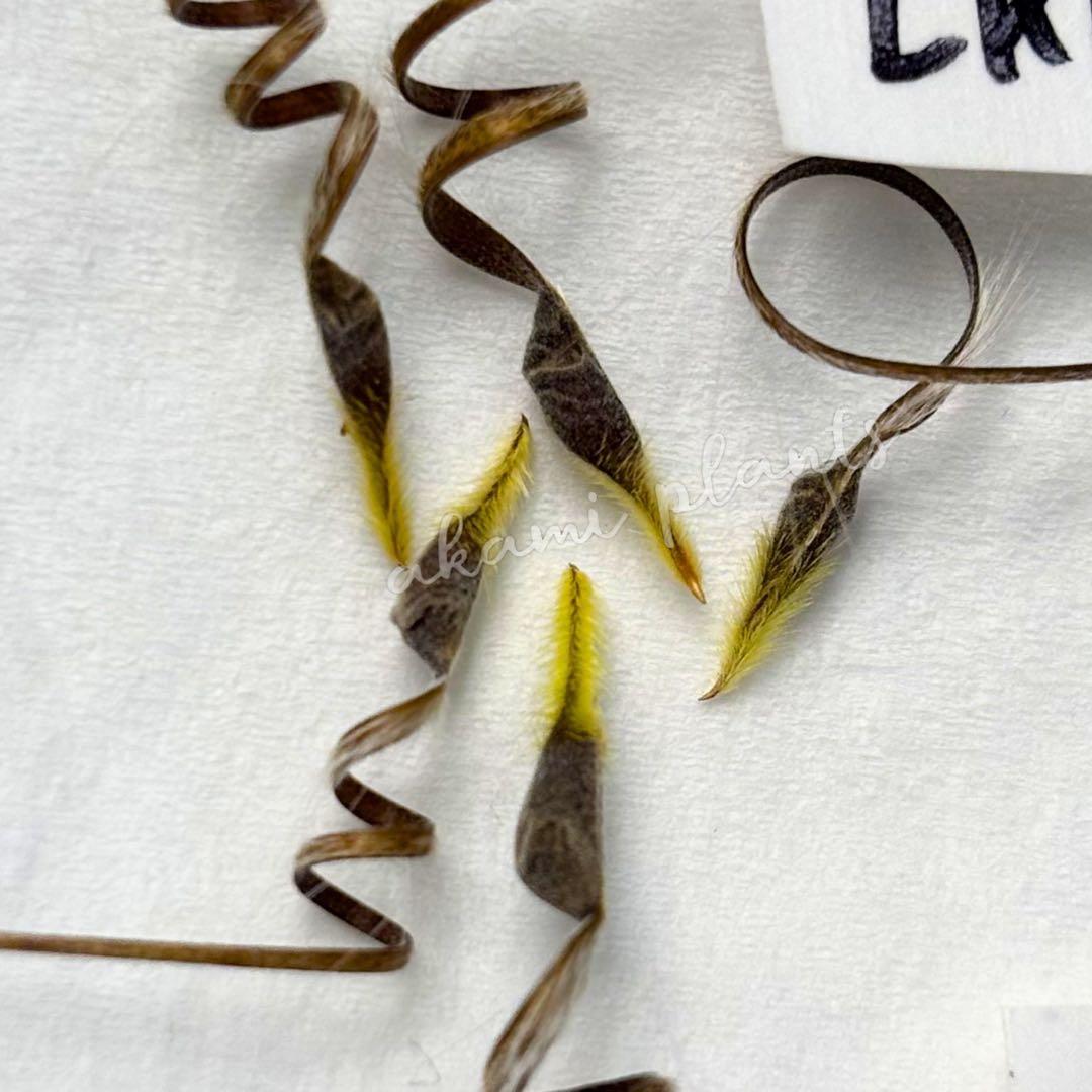 サルコカウロン ペニクリナム 自家採取 種子 5粒 掛け合わせ5通り