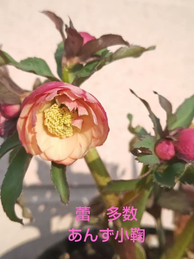 クリスマスローズ　開花株 　小輪あんず小鞠