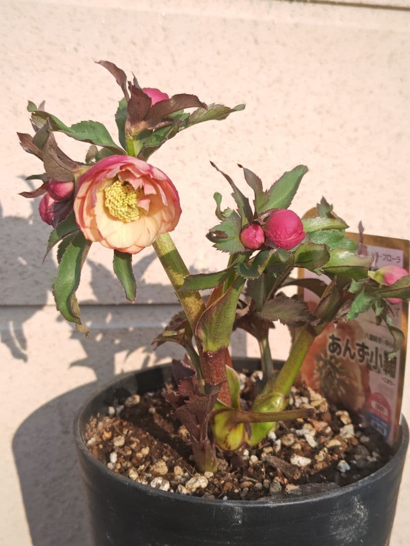 クリスマスローズ　開花株 　小輪あんず小鞠