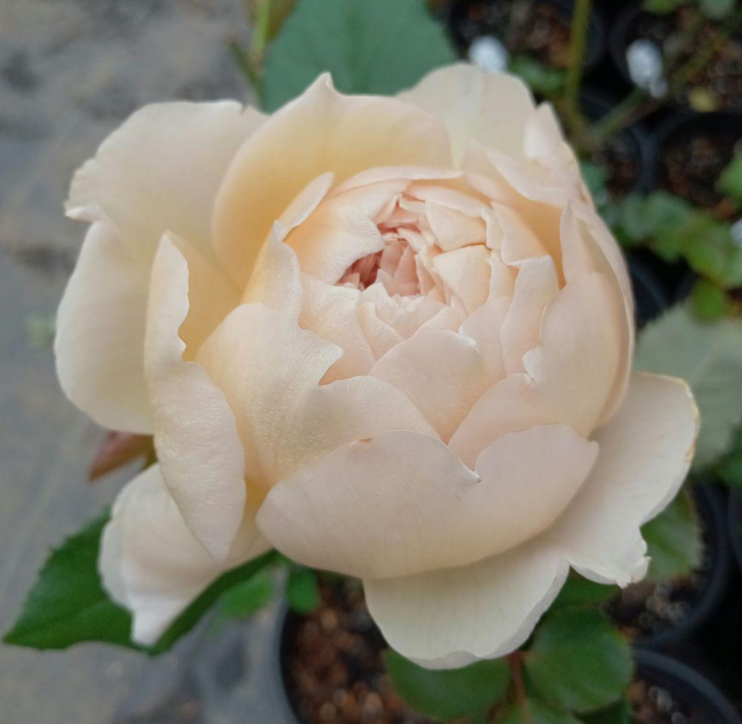 バラ苗(入手困難切り花種) 超激レア種 和バラ